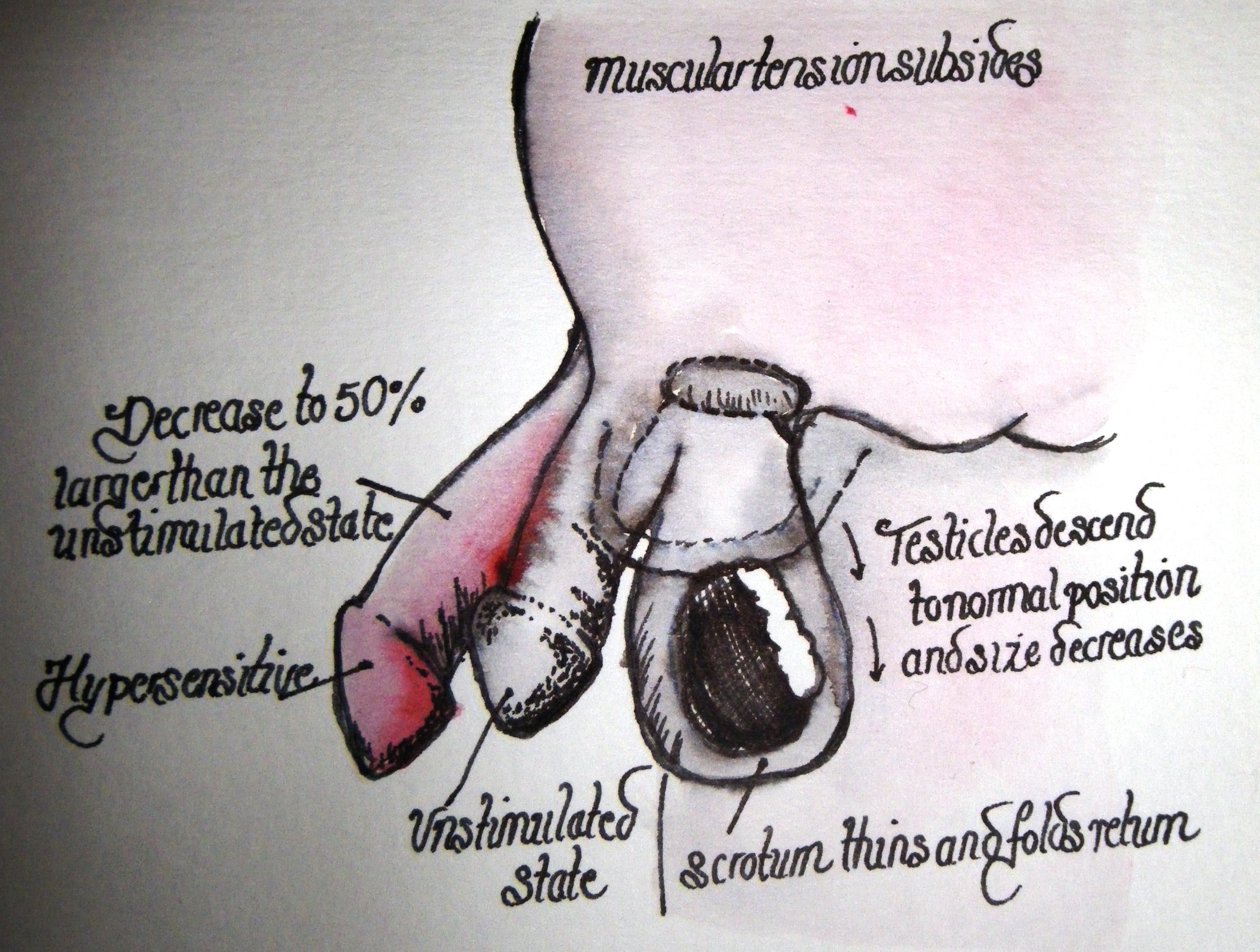 The genitals in the resolution phase 