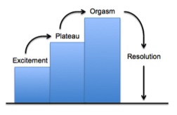 The four phases of the sexual cycle 